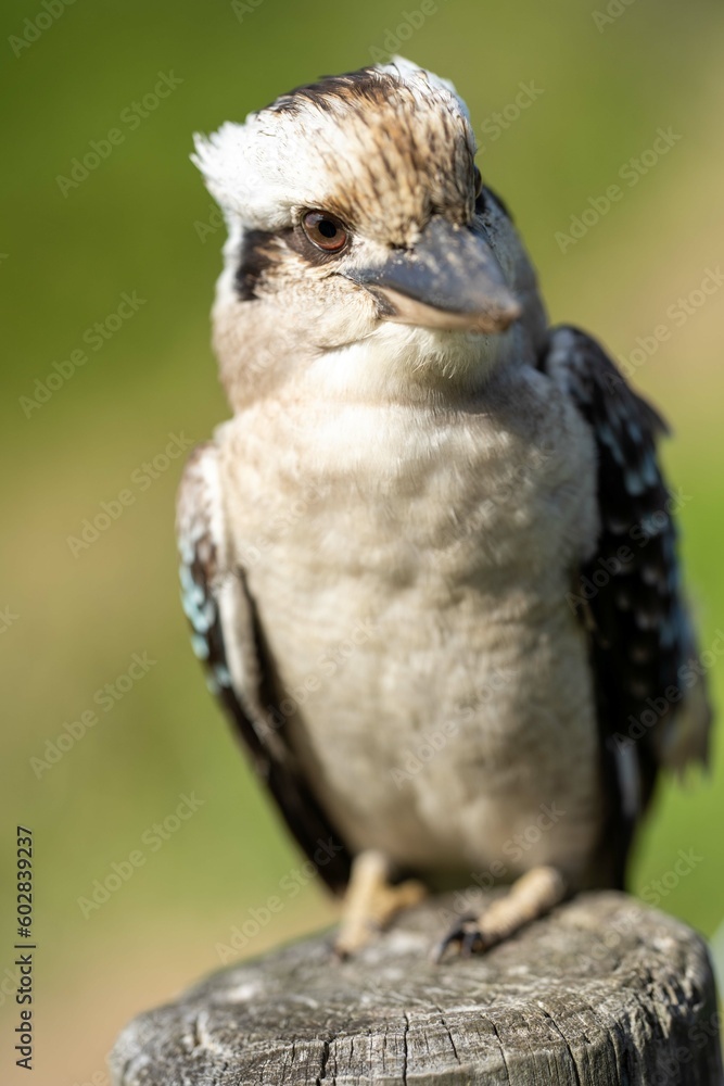 Vibrant Avian Species: Kookaburra Sitting in NSW Australia's Gum Tree Vibrant Avian Species: Kookaburra Sitting in NSW Australia's Gum Tree
