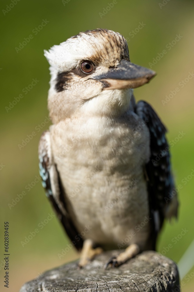 kookaburra bird sitting in gum tree in a national park in australia kookaburra bird sitting in gum tree in a national park in australia