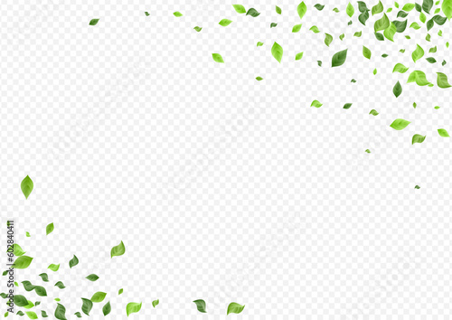 Grassy Leaf Abstract Vector Transparent