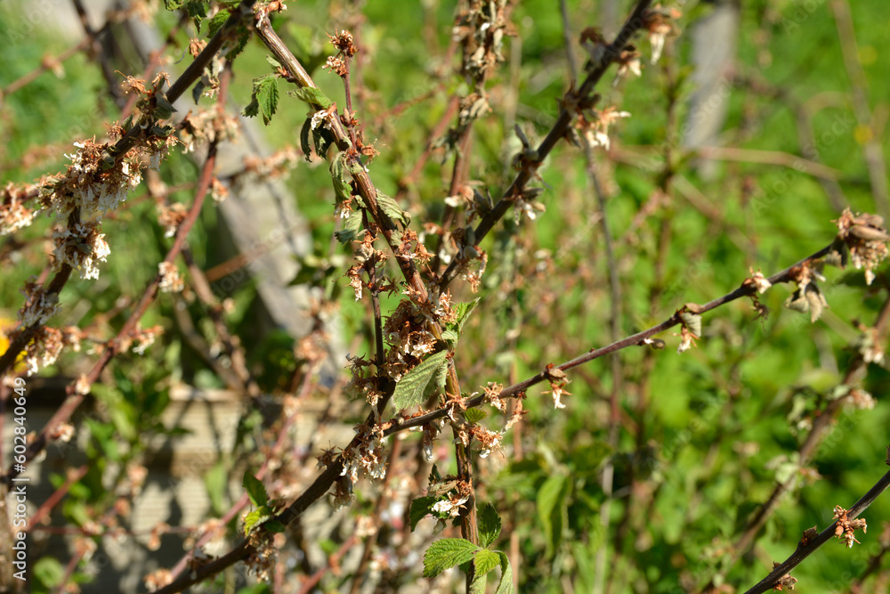 Diseases of the cherry tree.cherry fungal disease, moniliosis or monilialny burn. Diseases of the cherry tree.cherry fungal disease, moniliosis or monilialny burn.