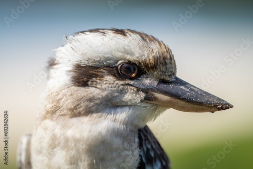 Close up of a beautiful Kookaburra bird in a gum tree in Australia. Australian Native bird.