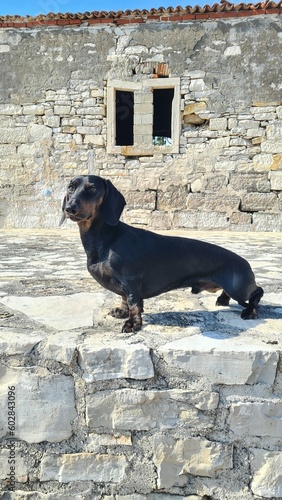 dog and old house