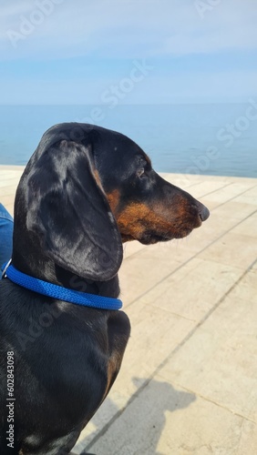 dog on the beach