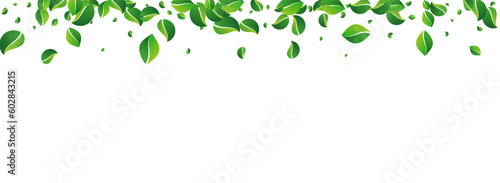 Mint Leaf Tree Vector Panoramic White Background.