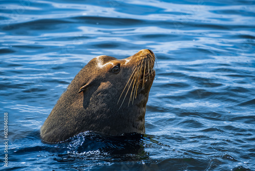 Closeup portrait of sea lion's face looking up with sea on the islands in British Columbia. Seal swimming in the ocean
