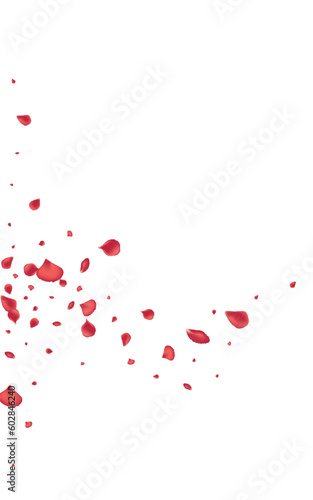 Beautiful Rose Spring Vector White Background.