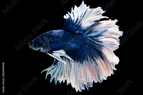 The shimmering scales of the blue betta create a mesmerizing display as it navigates the aquatic environment with fluidity and poise.