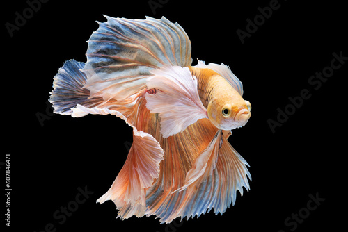 The colorful betta fish with its radiant and diverse colors stands out vividly against the dark backdrop drawing the viewer into its captivating display of beauty. © DSM