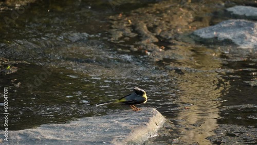 Grey Wagtail (Motacilla Cinerea) Clear Feathers from Water After Bathing in Brook and Preen Plumage Perched on Stone Under Sunset Sunlight photo