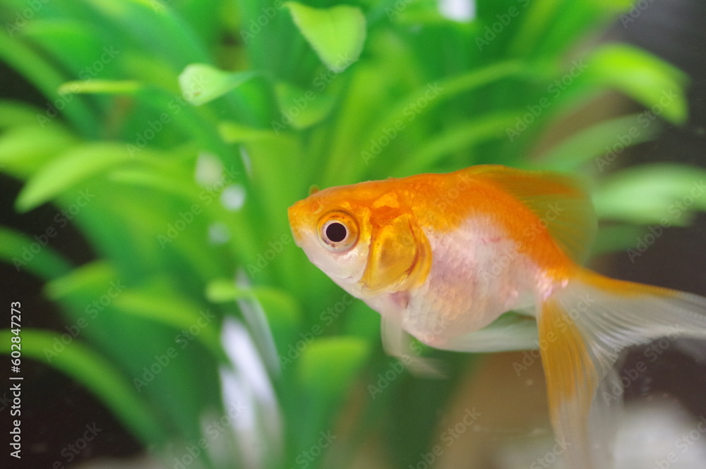 Obraz premium 更紗琉金（金魚）