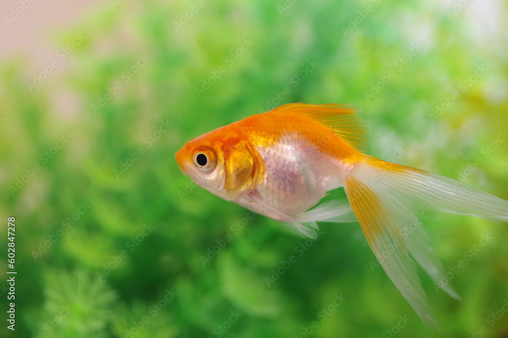 更紗琉金(金魚) 更紗琉金(金魚)