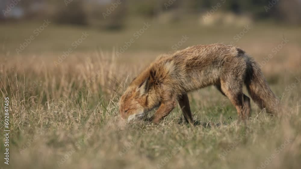 Red fox (Vulpes vulpes) hunting insects sniffing in the grassy field at sunrise - tracking close-up
Red fox (Vulpes vulpes) hunting insects sniffing in the grassy field at sunrise - tracking close-up