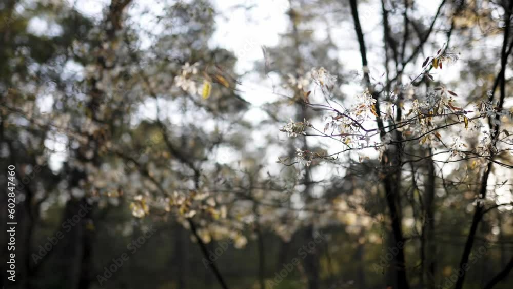Orbiting Around Branch of Blossoming Wild Forest Tree in Close-up Against Rising Sun. Sun Rays Make Their Way Through the Branches in the Morning Orbiting Around Branch of Blossoming Wild Forest Tree in Close-up Against Rising Sun. Sun Rays Make Their Way Through the Branches in the Morning