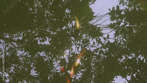 Top view of fish in pond, HD Video. Very beautiful and tame fish. photo