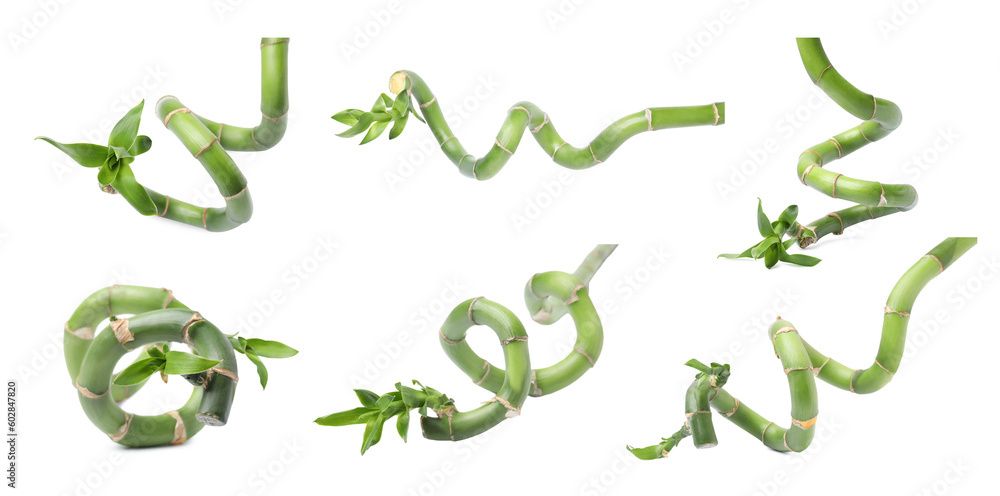 Collage with green bamboo stems and leaves on white background Collage with green bamboo stems and leaves on white background
