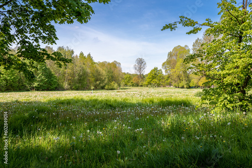 Meadow surrounded by trees in the springtime. High grass with countless dandelions in the sunlight. Fresh, young leaves on trees. Beautiful, sunny day in the countryside. Pheasantry, Siemianowice photo