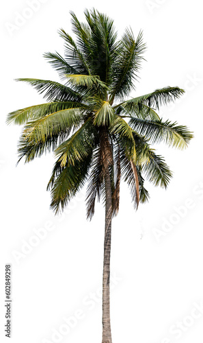 coconut tree isolated