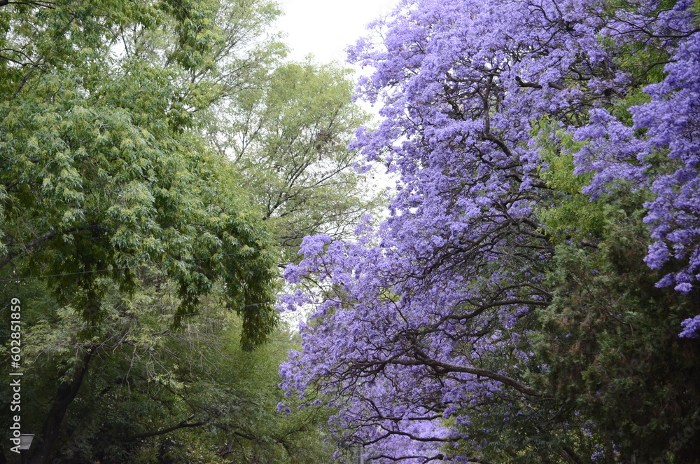 Trees and flowers in the park. Vegetation. Picture taken April 9th. Trees and flowers in the park. Vegetation. Picture taken April 9th.