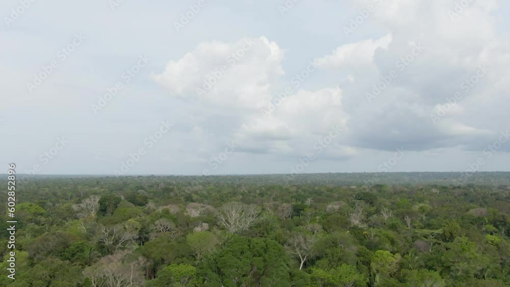 Aerial view of endless Amazon rainforest, descending inside the jungle, in Brazil