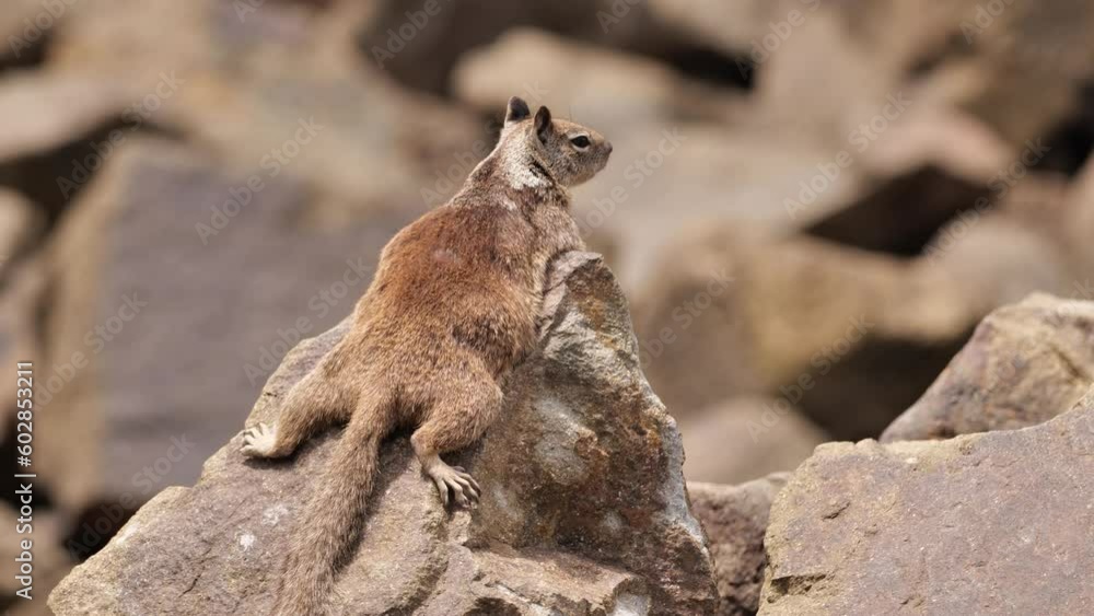 In California, in parks, gardens and on the coast, there are many squirrels. In California, in parks, gardens and on the coast, there are many squirrels.