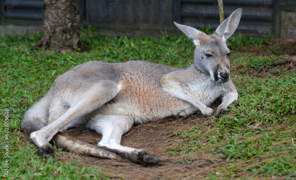 Grey kangaroo lying down or resting