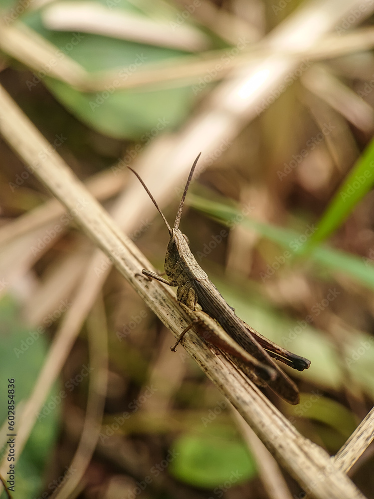 Grasshopper on a branch with blurred background. Selective focus. Grasshopper on a branch with blurred background. Selective focus.
