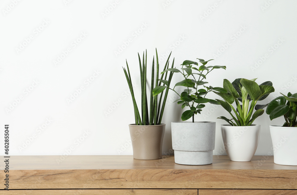 Fototapeta premium Many different houseplants in pots on wooden table near white wall, space for text