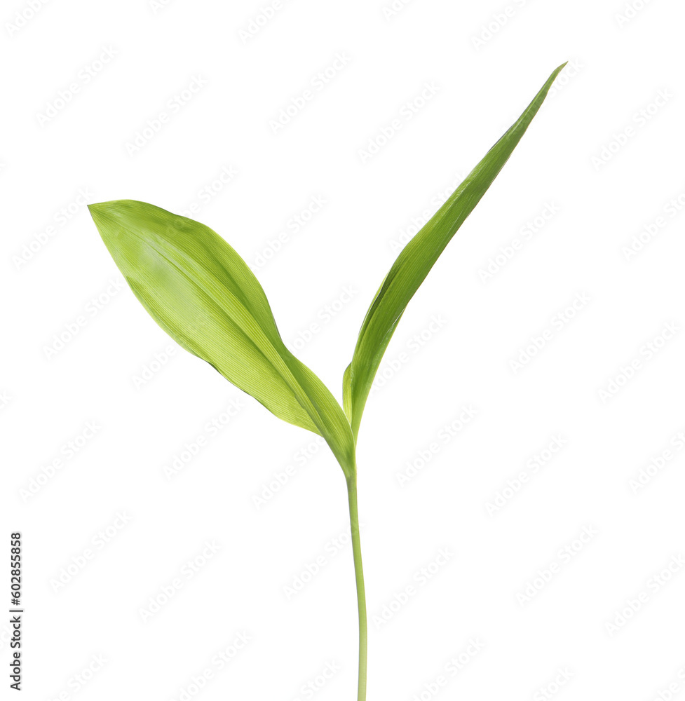 Obraz premium Beautiful lily of the valley leaves on white background