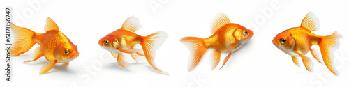 Animals gold fishes pets aquarium freshwater fish banner panorama long - Collection of goldfish (cyprinidae) swimming, isolated on white background, Generative Ai photo