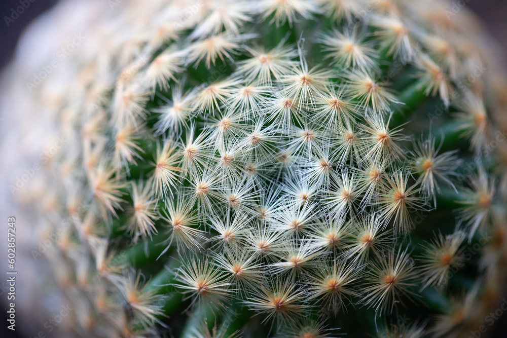 Close-up of cactus in nature with natural light Close-up of cactus in nature with natural light
