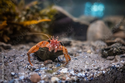 Obraz na płótnie Krebs im wasser w salonie