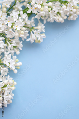 Border made of white lilac flowers on a blue background. Flat lay, copy space