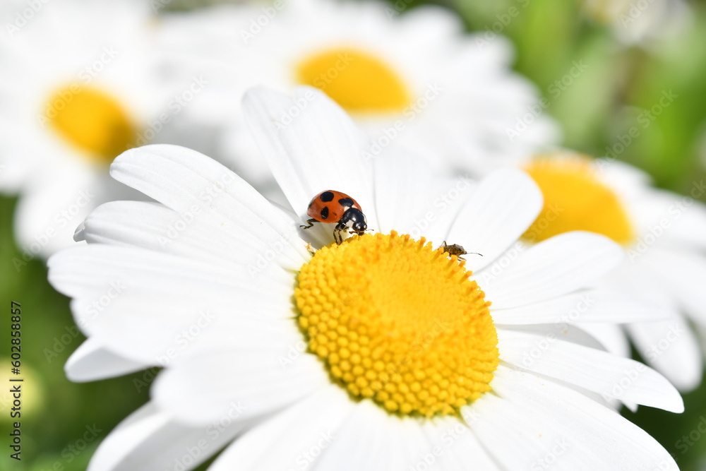 Fototapeta premium てんとう虫とマーガレットの花