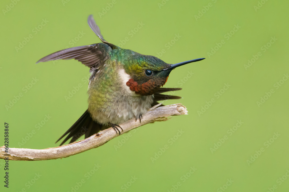 Fototapeta premium A Ruby-throated Hummingbird Stretching his Wings