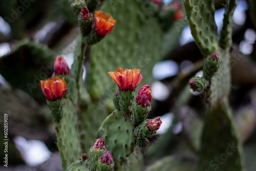 A flowering cactus with a blurred background
