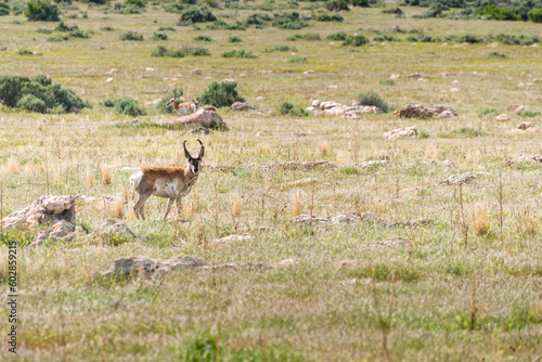A lone antelope roaming the plains of Antelope Island near Salt