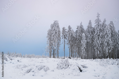 A pine tree forest in the snow