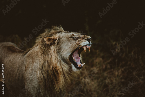 Male African Lion roaring on Safari