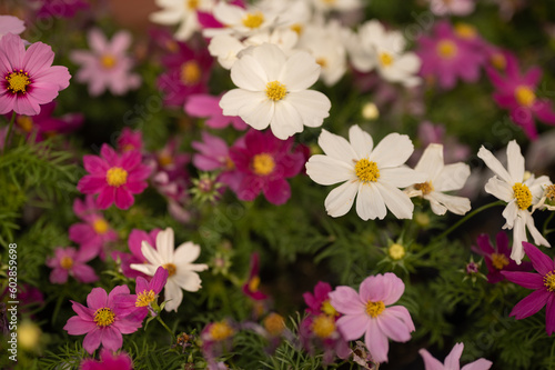 Colorful Cosmos Drawf Flowers Blooming in Garden