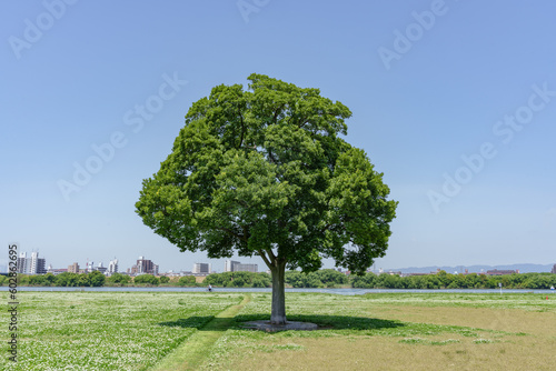 河川敷公園の一本木