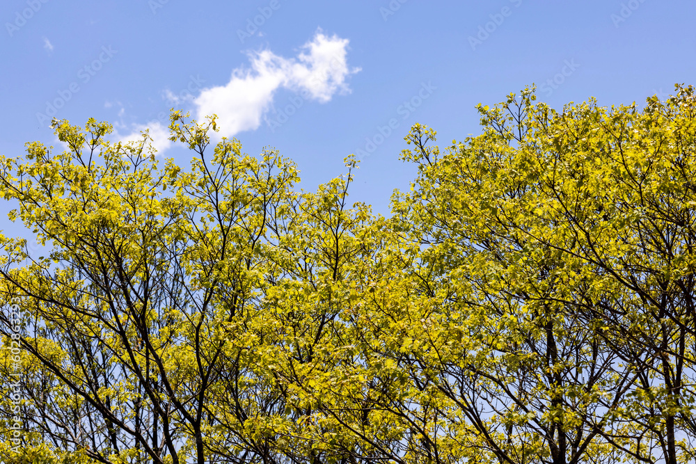 yellow leaves against blue sky yellow leaves against blue sky