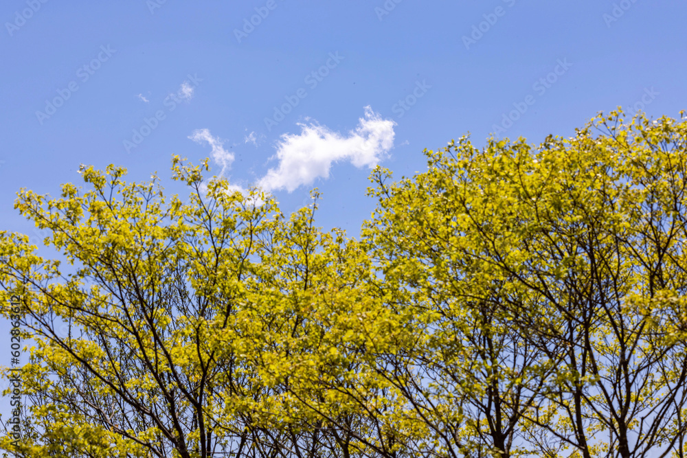 Fototapeta premium yellow flowers and sky