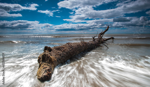 Tree trunk stranded on the beach.