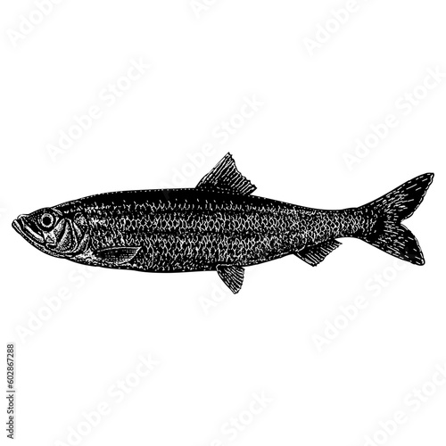 Herring hand drawing vector isolated on background.
