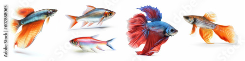 Animals popular fishes pets aquarium freshwater fish banner panorama long - Collection of betta, guppy, neon tetra, isolated on white background, Generative Ai