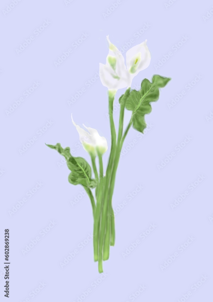 白いカラーの花束