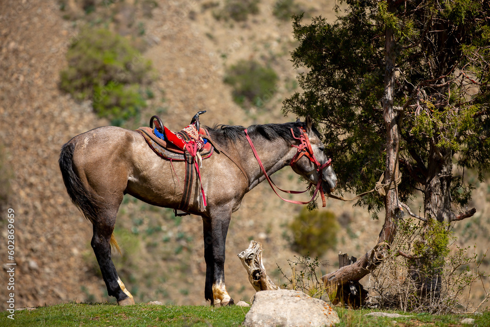 Harnessed horses stand in the mountains, waiting for tourists for a horseback ride. Hiking horseback riding in nature.