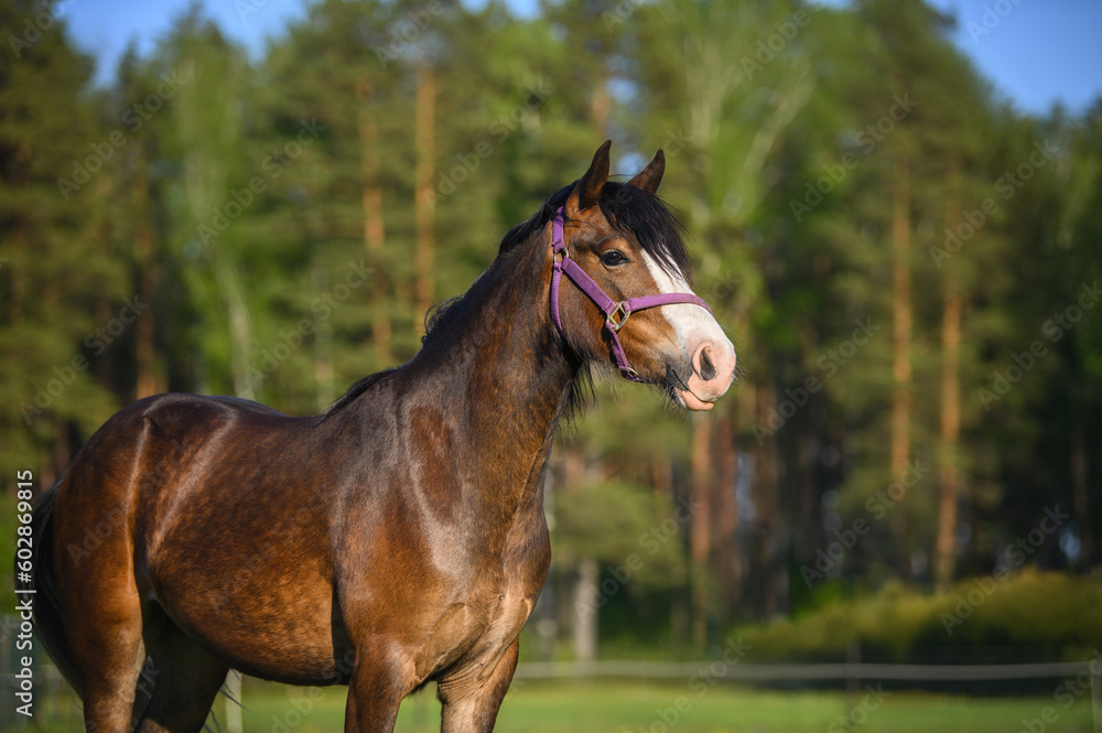 Obraz premium close up portrait of a young welsh pony outdoors in summer