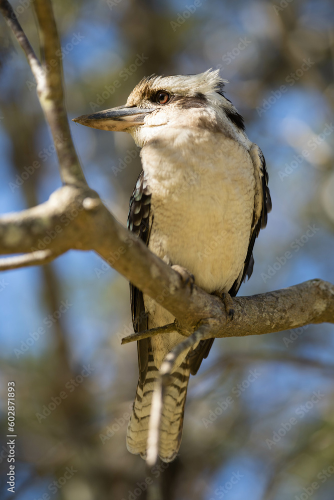 Close up of a beautiful Kookaburra bird in a gum tree in Australia. Australian Native bird. Close up of a beautiful Kookaburra bird in a gum tree in Australia. Australian Native bird.