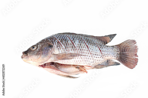 Fresh tilapia isolated on white background, freshwater fish